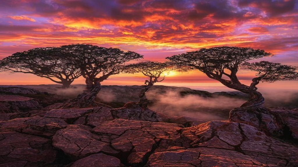 Socotra: The Alien Island at the Edge of Arabia